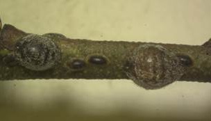 A branch with insect scale.