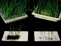 Plug transplants offer greater uniformity and labour saving with mechanical transplanting over bare-root plants.