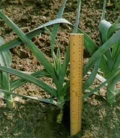 Leek plants that are hilled in the row yield greater quantities of high-quality blanched shanks.