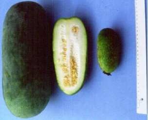 Courge à la cire