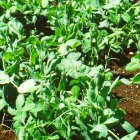 Pois mange-tout ou pousses de pois mange-tout