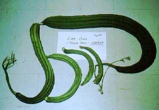 Courge-torchon