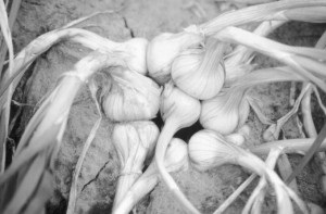 Plant d'échalote comprenant de multiples petits bulbes.