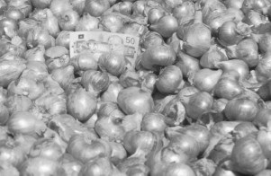 Bulbes d'échalotes conditionnés et prêts à vendre.