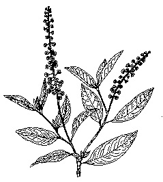 Phytolaque d'Amérique