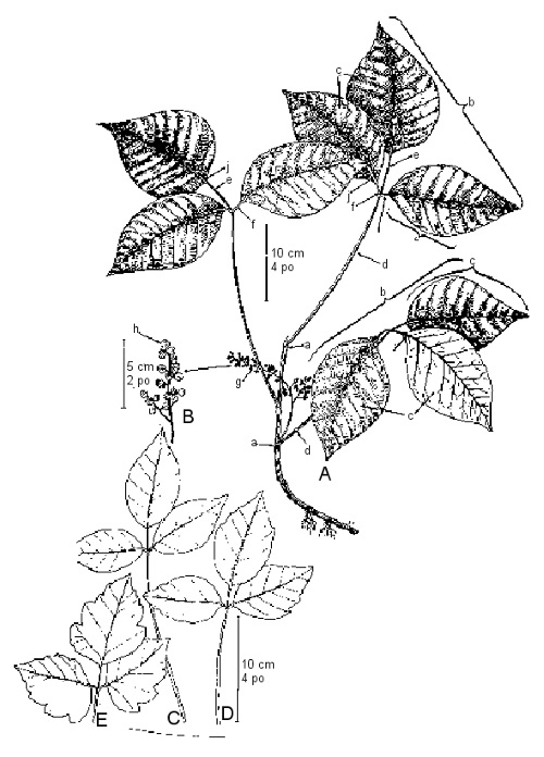 Poison Ivy.