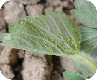 A cluster of aphids on the back of a strawberry leaf.