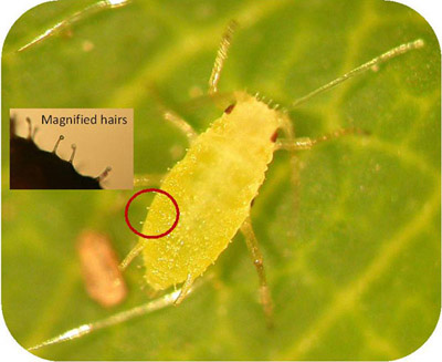 A close up of a strawberry aphid with an indicator with an additional close up of knobs on its back.