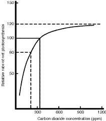 The effect of carbon dioxide on net photosynthesis.
