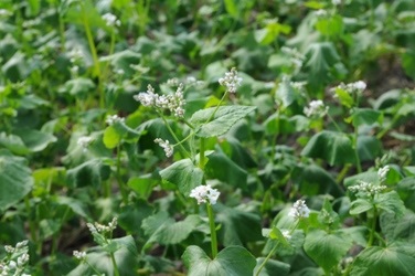 Buckwheat flowers