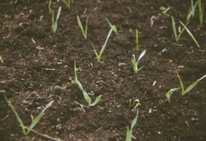Oat crop just emerging