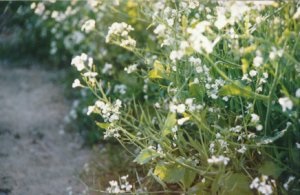 Oilseed radish