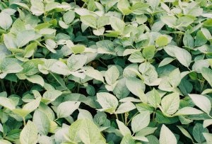 Root Systems of Soybeans