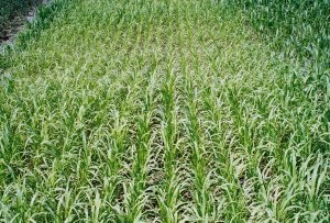 Pearl millet