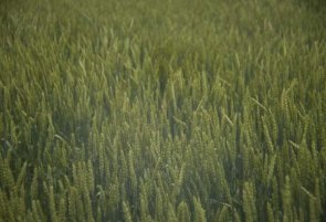 Winter wheat in head