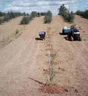 Newly planted Sea buckthorn produced from runners.