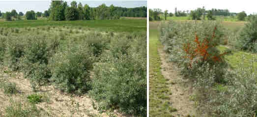 Côté gauche : Plantation d'argousiers de trois ans près de Wingham, en Ontario (2005). Côté droit : Plantation de quatre ans dans le même verger (2006).