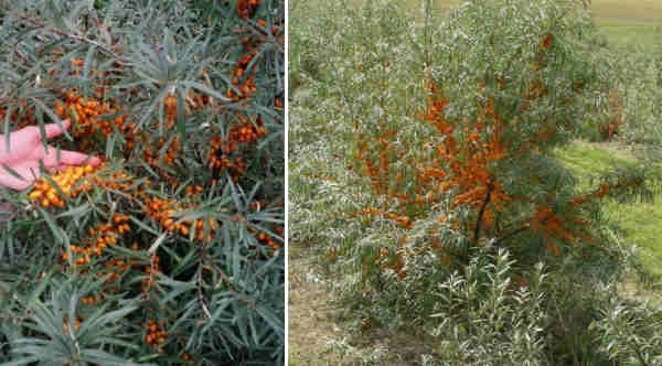 Récolte de baies d'argousiers de trois ans (photo de gauche). La mise à fruits est maximale chez les arbres de quatre ans et plus (photo de droite).