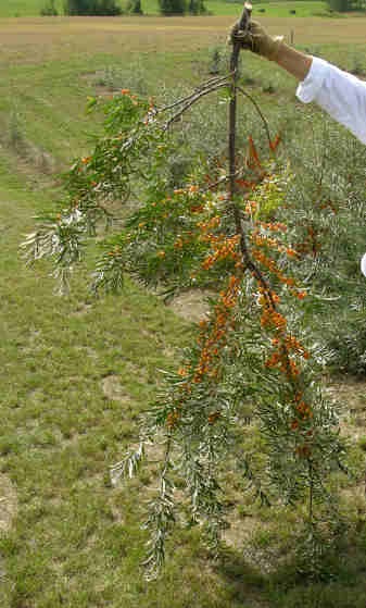 Branche provenant d'un arbuste de quatre ans. Les fruits ont par la suite été récoltés manuellement pour être transformés.