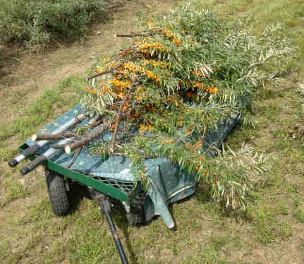Branches coupées prêtes à être transportées pour qu'on en retire les fruits.
