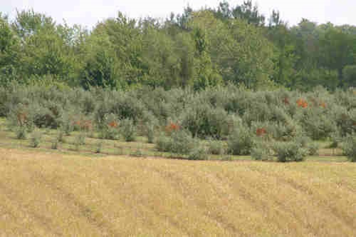 Verger d'argousiers de quatre ans vu d'une hauteur de 200 mètres. Observer l'abondance des fruits, lesquels ne sont pas plus longs que 2 centimètres.