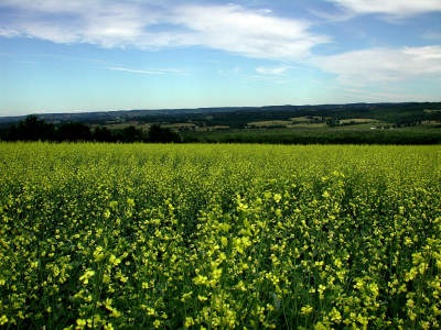 Canola oil for biodiesel.