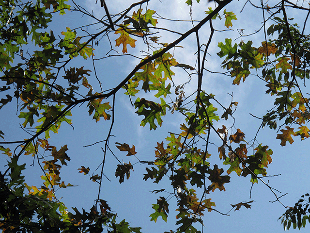 Dommages causés par le flétrissement du chêne sur des feuilles de chêne