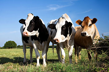 Three cows standing side-by-side