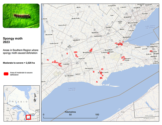 Map of part of Southern Ontario, showing spongy moth defoliation areas scattered between Niagara and west of London north of Lake Erie.