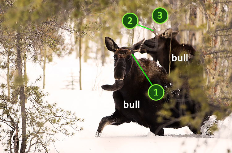 Two moose bull with identifiers
