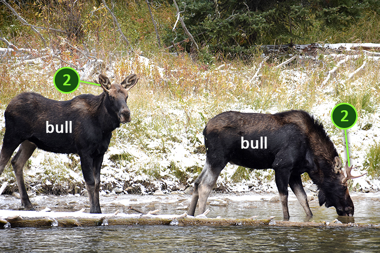 Two moose bull with identifiers