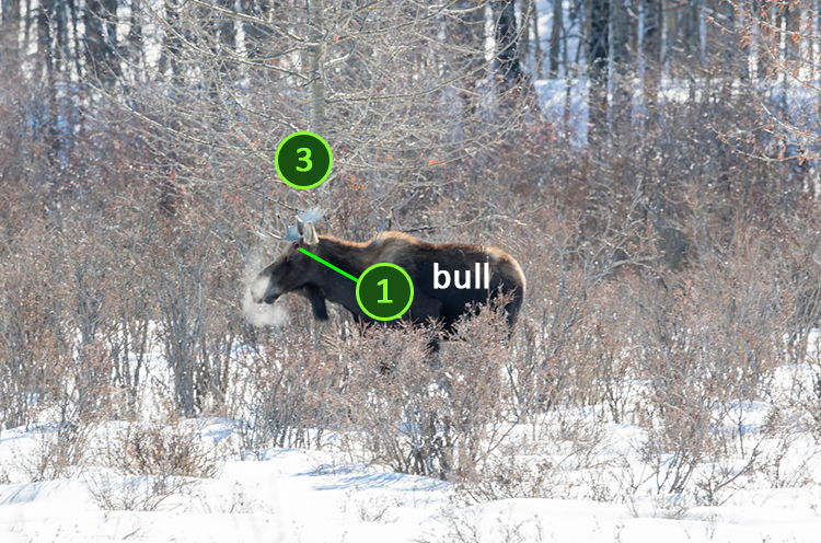 Moose bull with identifiers