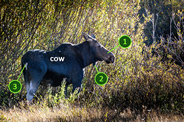 Cow moose with identifiers