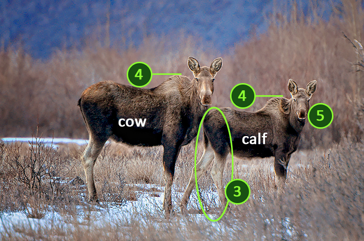 Cow and calk moose on land