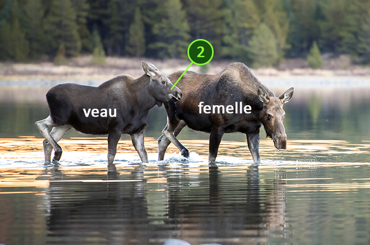 Une femelle et un veau pataugent dans l’eau.