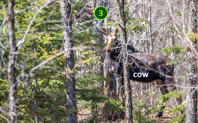 Moose cow with identifiers