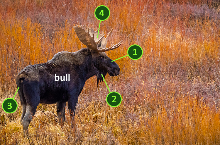 Moose bull with identifiers