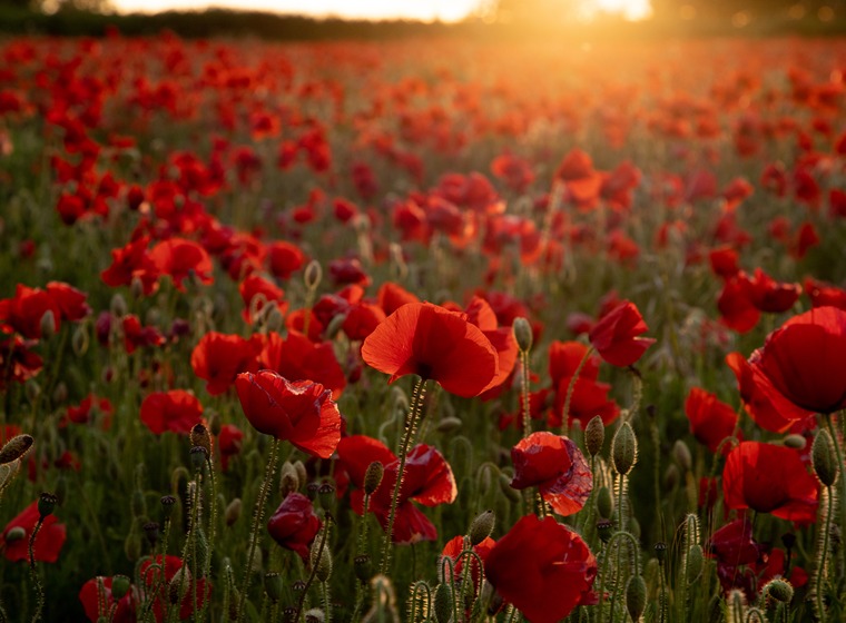 Poppy field