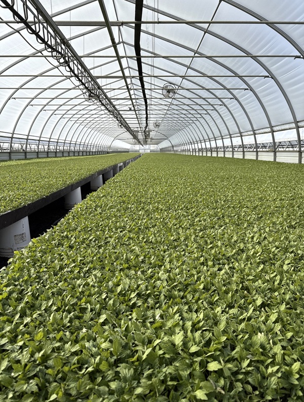 Rows of tomato plants in a greenhouse.