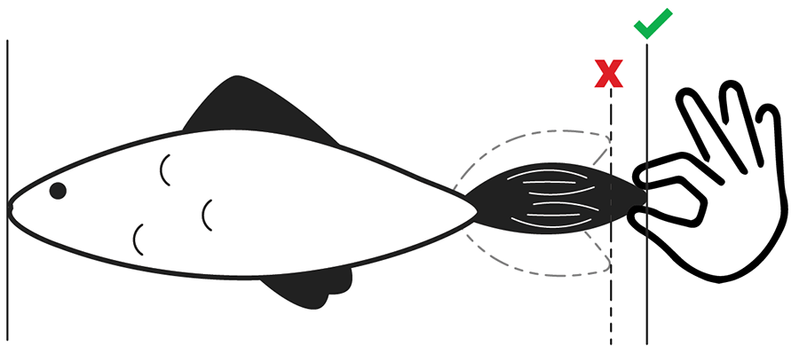 Illustration d’un poisson pour montrer comment bien mesurer des poissons de l’extrémité de la bouche avec les mâchoires fermées jusqu’au bout de la queue avec une image d’une main pinçant la nageoire caudale