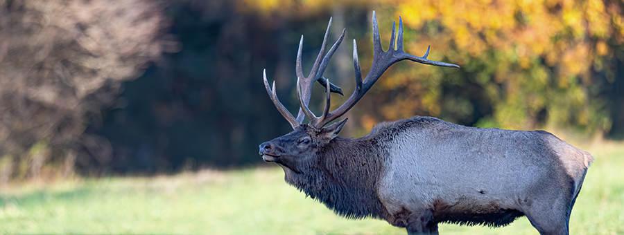 Un wapiti sur une prairie en bordure de forêt