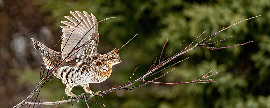 Une gélinotte huppée sur une branche, ailes déployées