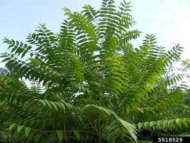 Photo depicts an image of the tree of heaven.