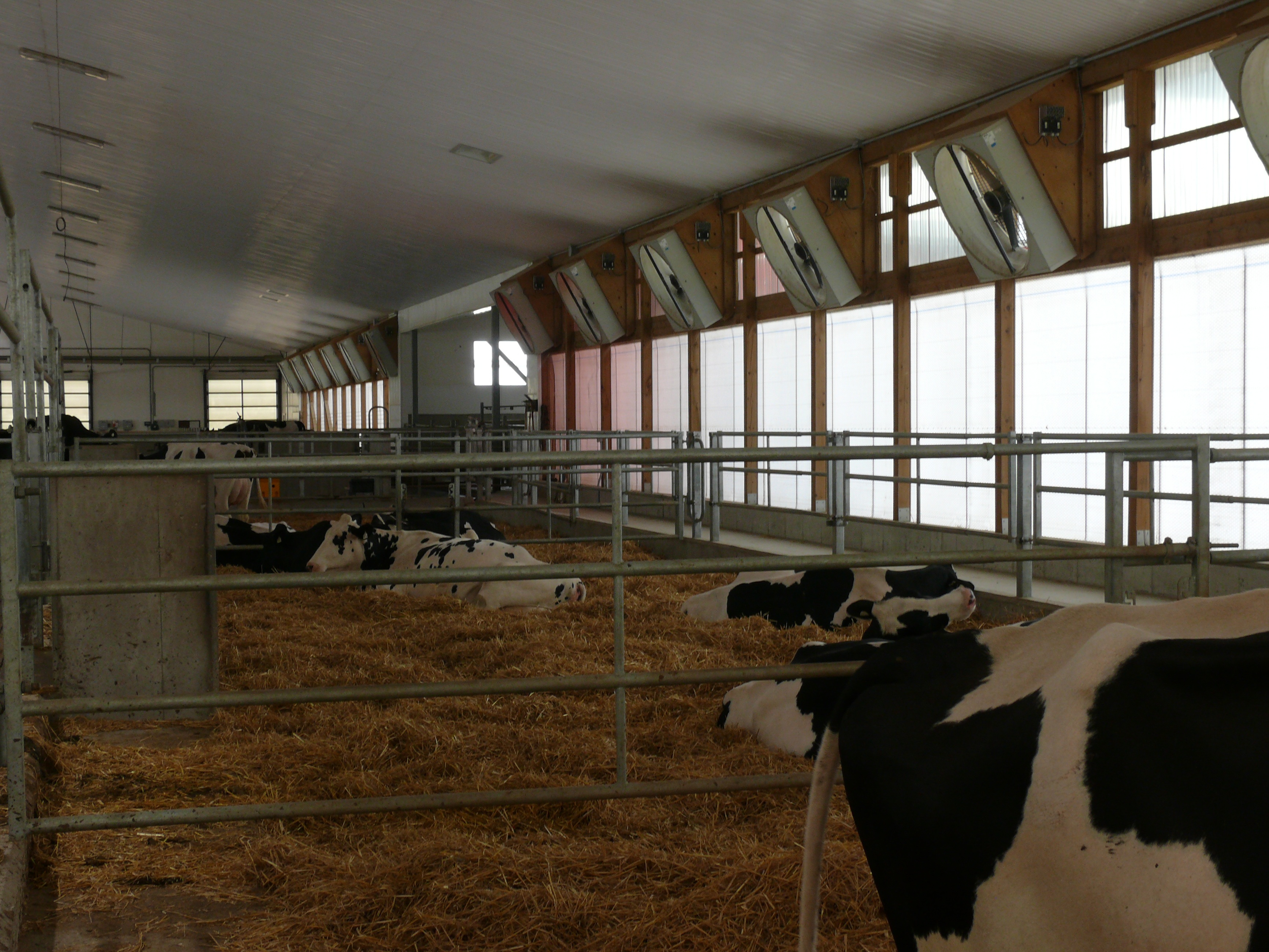 Figure 6 shows a dairy barn that has a hybrid ventilation system — naturally ventilated and positive pressure mechanical ventilation. The picture shows a series of fans on the side wall.  