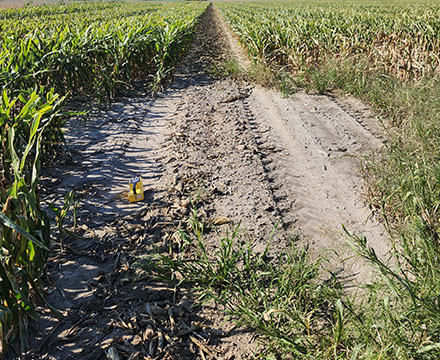 An area of dead vegetation that could indicate a well is present.