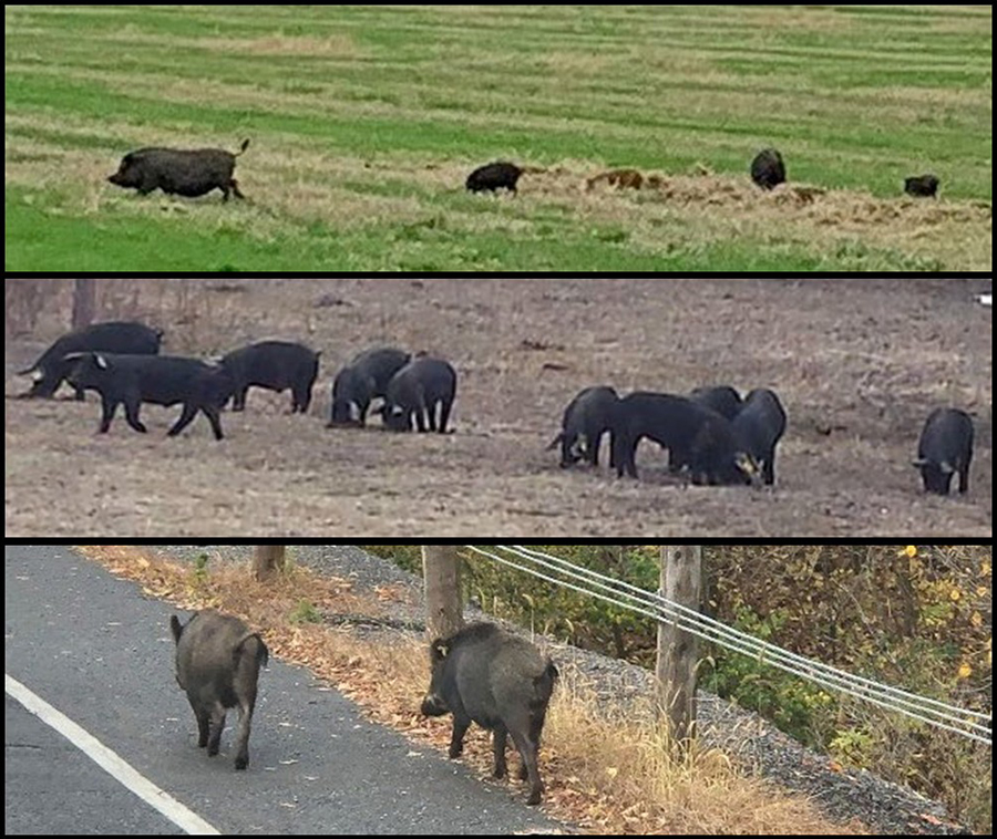 Trois photos montrant différentes races de cochon dans des champs et le long d'une route
