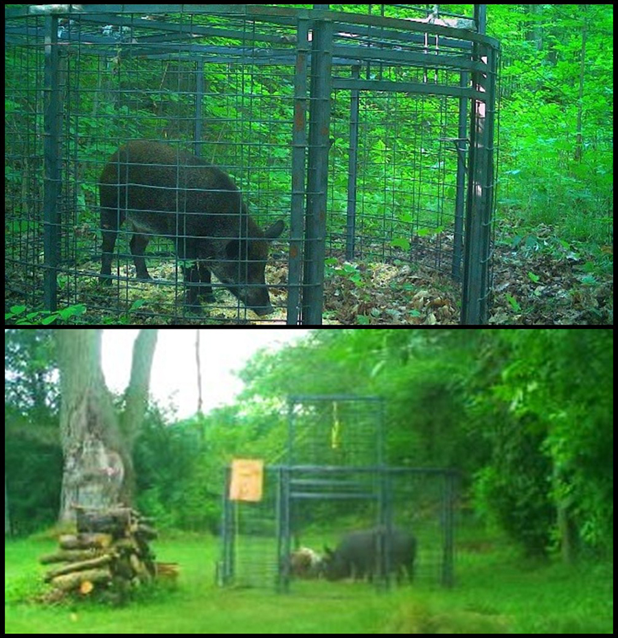 Deux images distinctes de cochons dans des pièges à corral.
