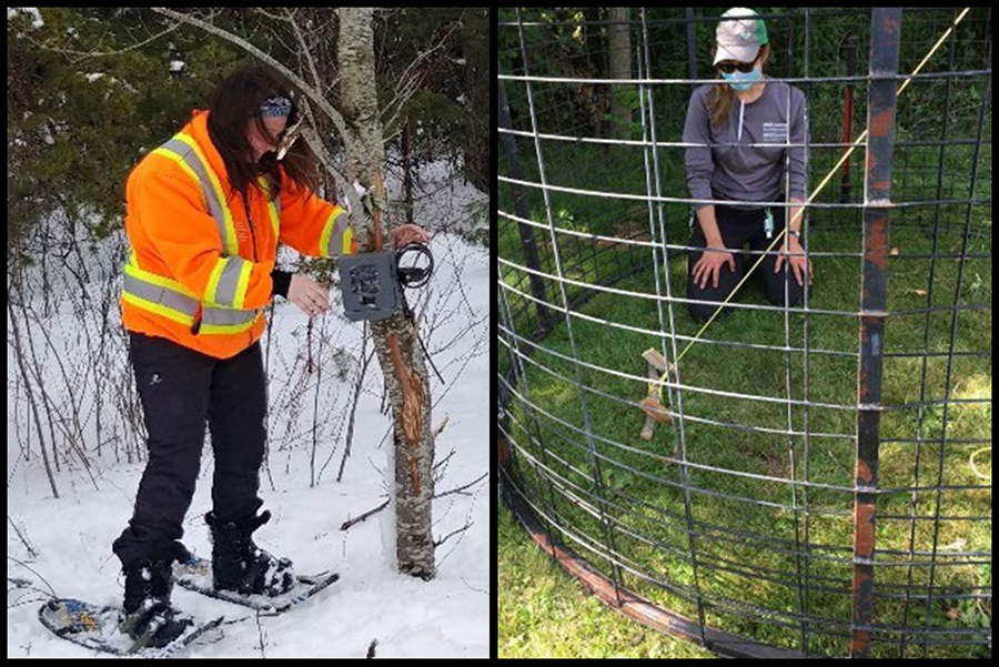 Photo composite. La photo de gauche représente une scène hivernale : une personne, vêtue d’un gilet haute visibilité et chaussée de raquettes, ajuste un piège photographique. L’autre photo date de l’été. On y voit une personne agenouillée dans le piège, en train de l’inspecter.