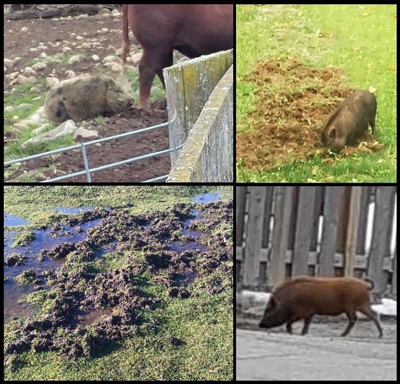 Quatre images montrant les dégâts causés par les cochons.