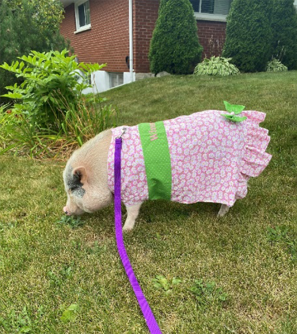 Winnie la truie sur sa pelouse, vêtue d'une robe à fleurs roses avec un nœud vert.